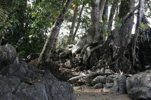 Tree roots