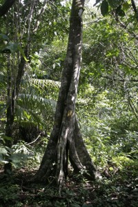 Strange tree roots