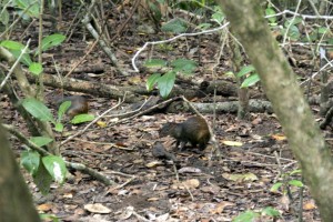 Agouti