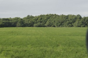 Growing rice