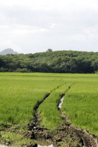 Rice field