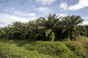 Palm plantation