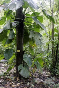 Elephant ear plant