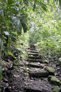 One of the many staircases to the canopy