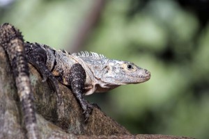 Tree iguana