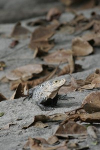 Iguana