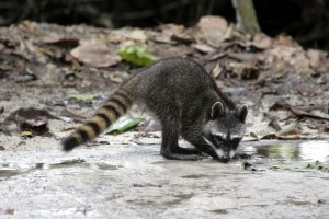 Raccoon