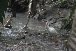 Wading bird