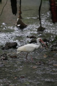 Wading bird