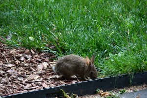 Bunny! (Brooklyn Botanical Garden)