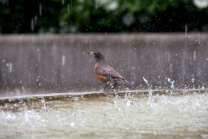 Robin enjoying a bath