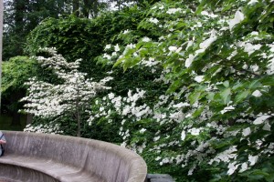 Dogwoods