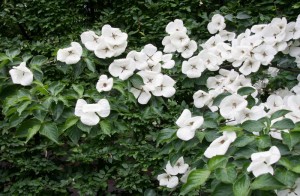 Dogwood