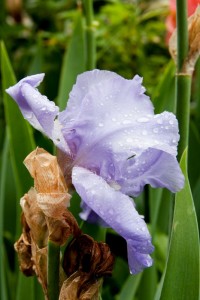 Brooklyn Botanical Garden