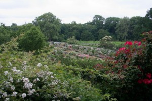 Rose Garden