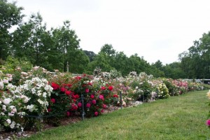 Brooklyn Botanical Garden