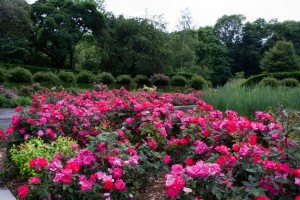 Brooklyn Botanical Garden