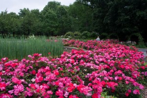 Brooklyn Botanical Garden