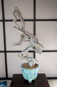 Former bonsai tree