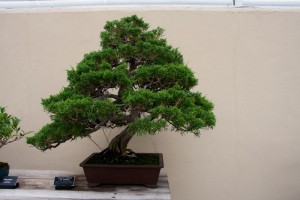 Current bonsai tree