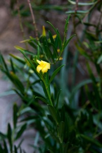 Brooklyn Botanical Garden