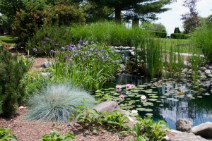 Koi pond by the Dean's house