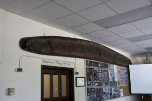 Anaconda skin in the science building