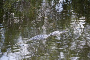 Gator on the move