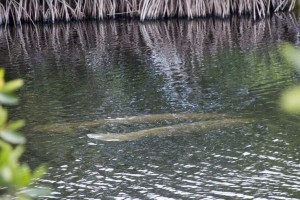 Manatees (although it's hard to tell)