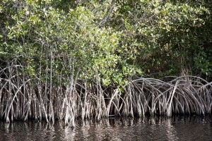 Mangrove trees