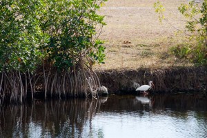 Ibis