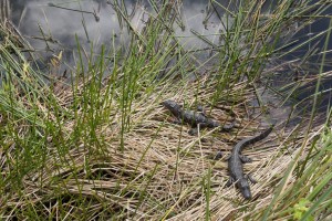 Baby gators