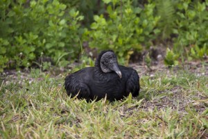 Sleeping vulture