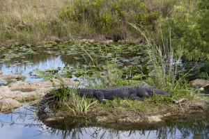 Gator island