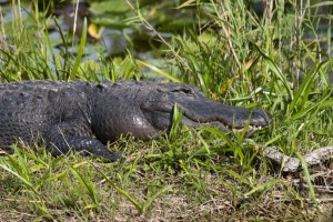 Gator smile