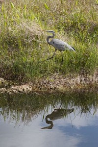 Heron on the move