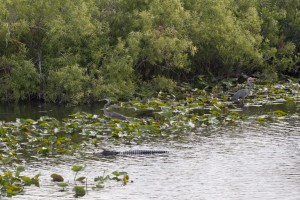 Herons and gator