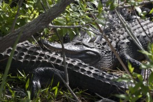 Smiling sleeping gator