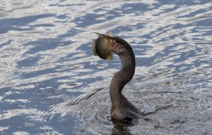 Bird catches a fish