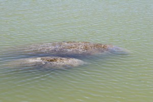 Manatees