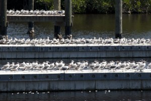 Bitching seagulls