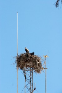 Osprey nest