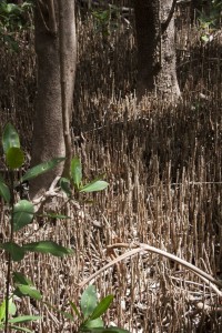 Mangrove forest floor