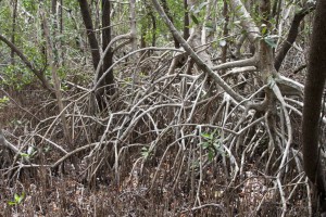 Mangrove roots