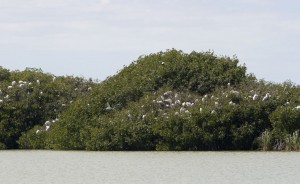 Birds in the trees