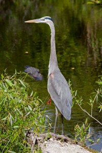 Heron