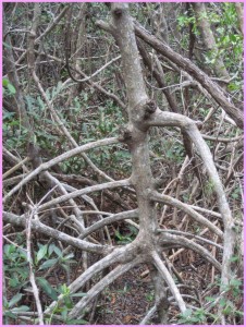 Mangrove tree