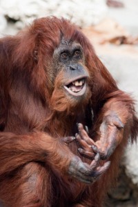 Mia the Orangutan