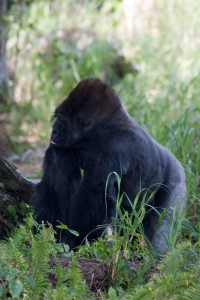 King the mountain gorilla