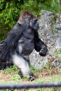 King the mountain gorilla